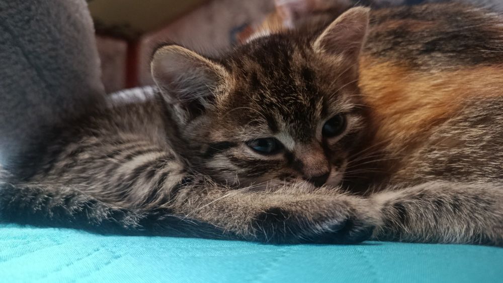 Отдам даром кошечку,котенок