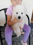 Ostatnia samica samoyed