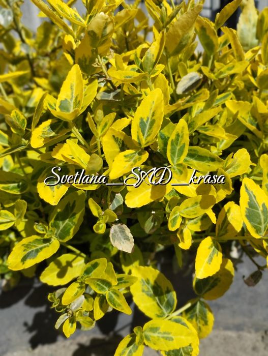 Бересклет форчуна, Бруслина бересклет форчуна жовтий Емеральд голд
