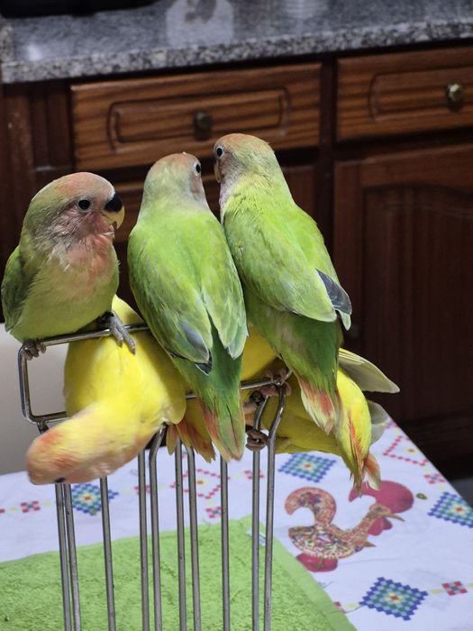 Agapornis rosicolis domesticados