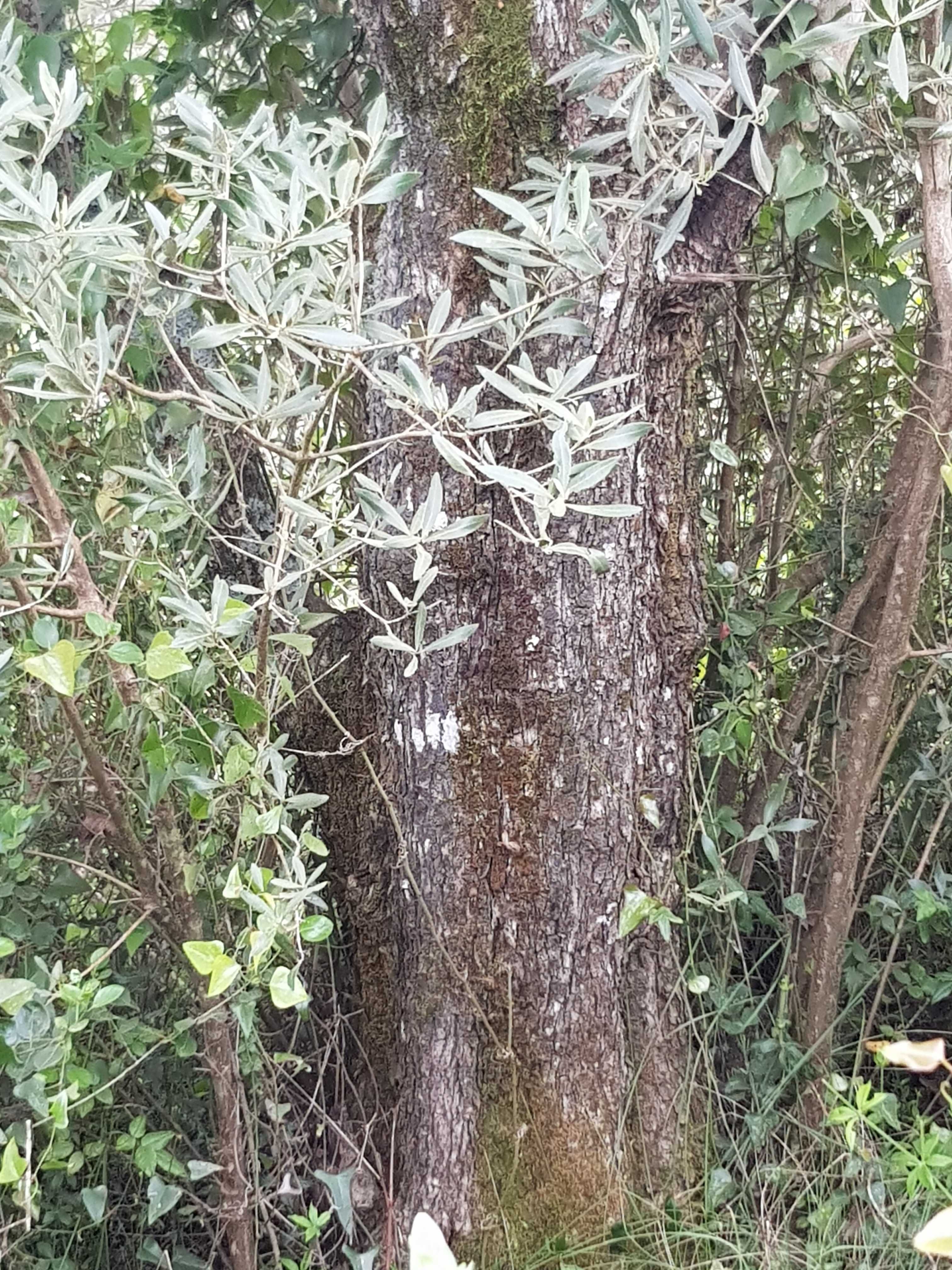 Oliveiras com dezenas de anos