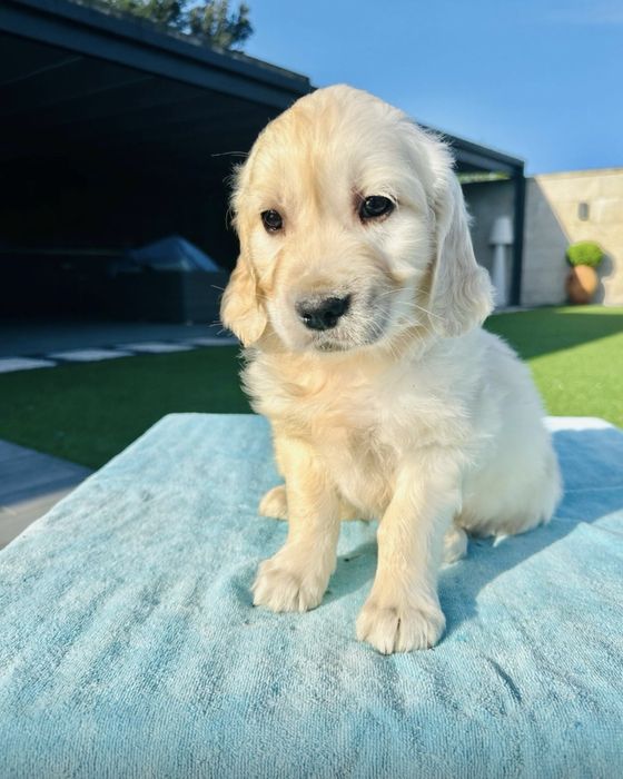 Golden Retriever linda