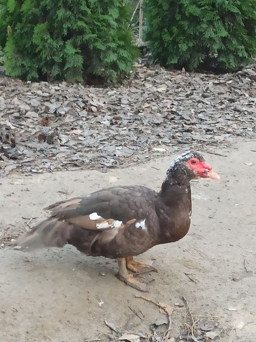 Kaczki i kaczory piżmowe/francuskie czekoladowe.