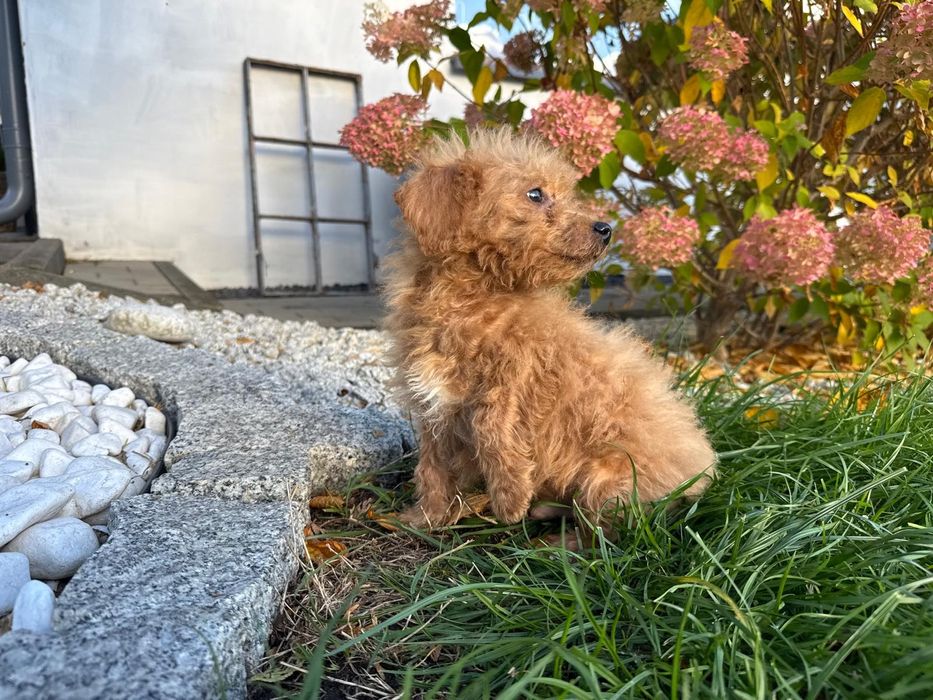 maltipoo szczeniak  mini