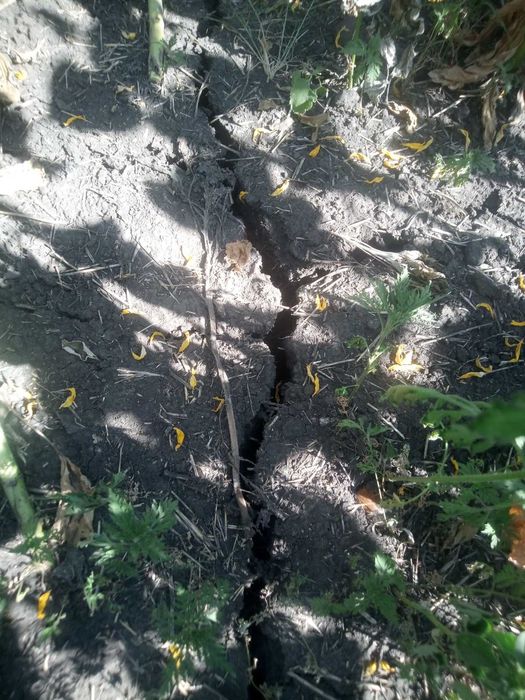 Насіння соняшнику Бомонд