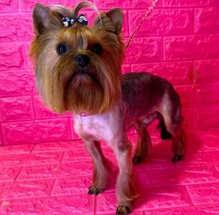 Міні йорк шукає дівчинку для в'язки