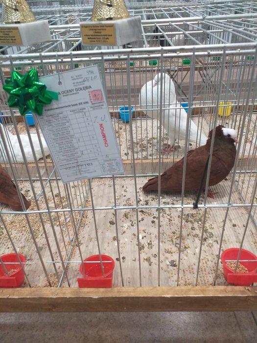 Łysek południowoniemiecki . Łyska