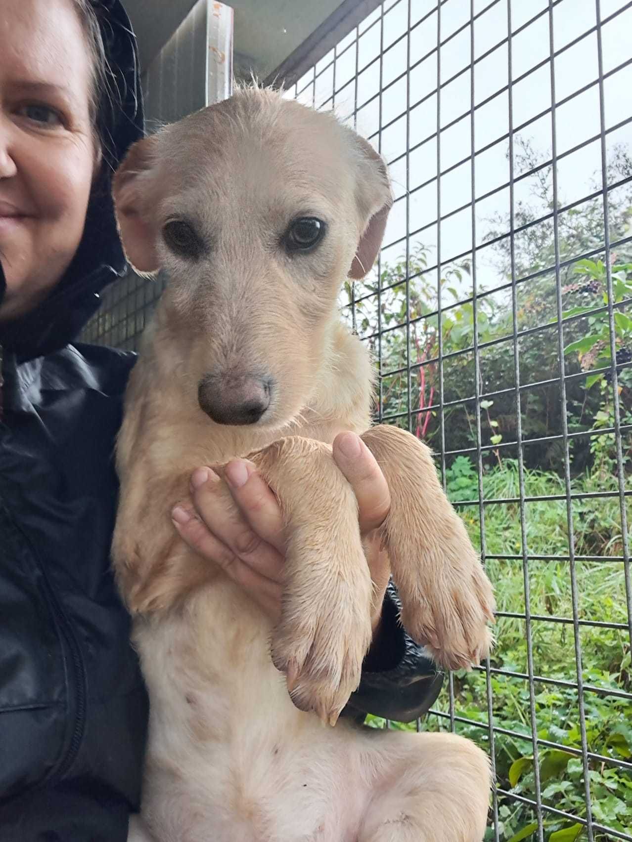 Nava- Cachorrinha para adoção responsável