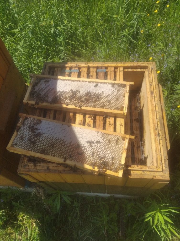 MIÓD, prawdziwy, naturalny, ekologiczny z własnej pasieki
