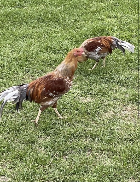 Koguty 5 miesięczne