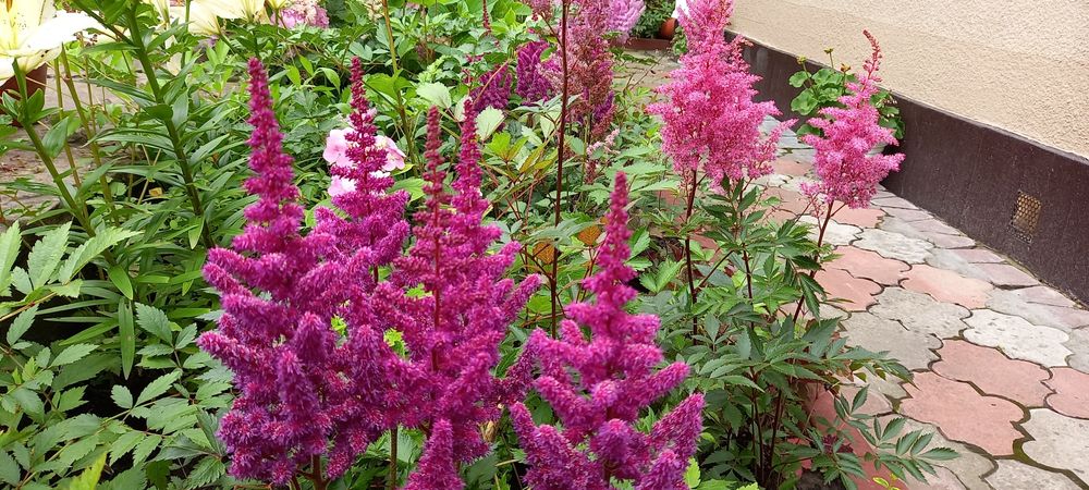 Вейгела хости бересклети гортензії астильби гейхери