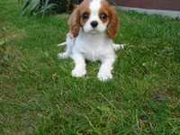 Cavalier King Charles Spaniel piesek