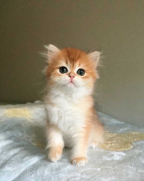 Kotka szkocka prostoucha, złota szynszyla