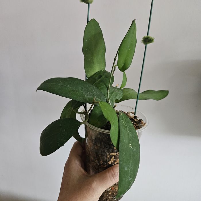 Hoya pimentaliana/ cygayanensis. Ukorzeniona