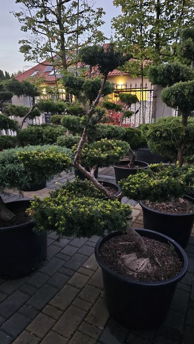 Bonsai jalowce hetz,cisy