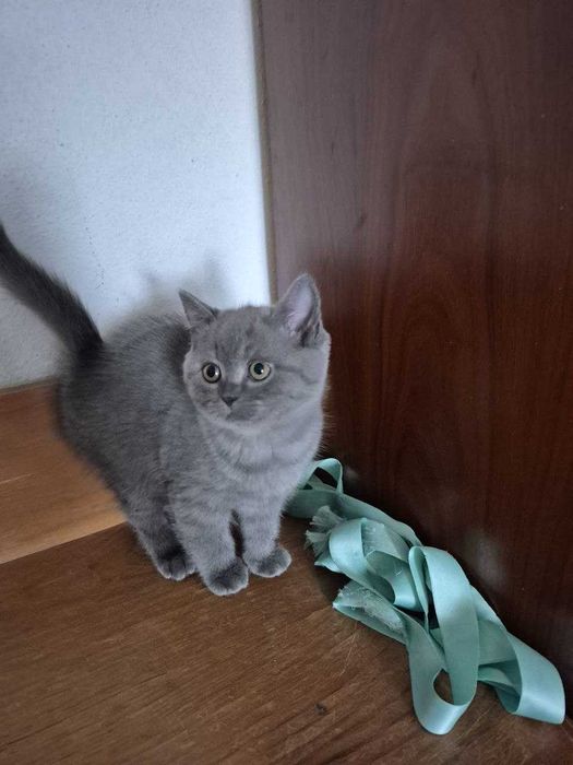 Gatinha Scotish Straight