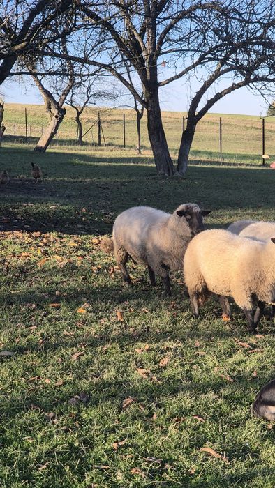 Baran tryk czarnogłówka