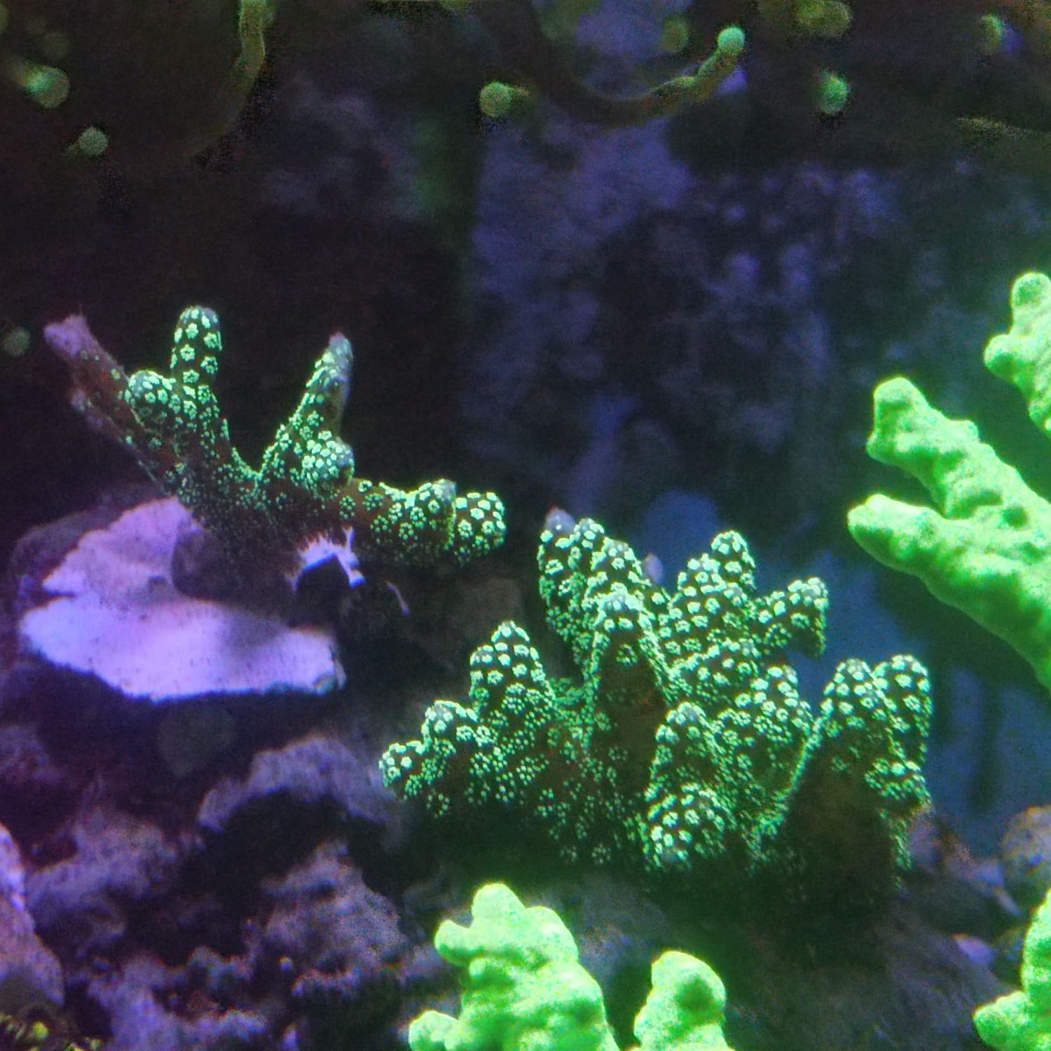 Seriatopora koralowiec akwarium morskie