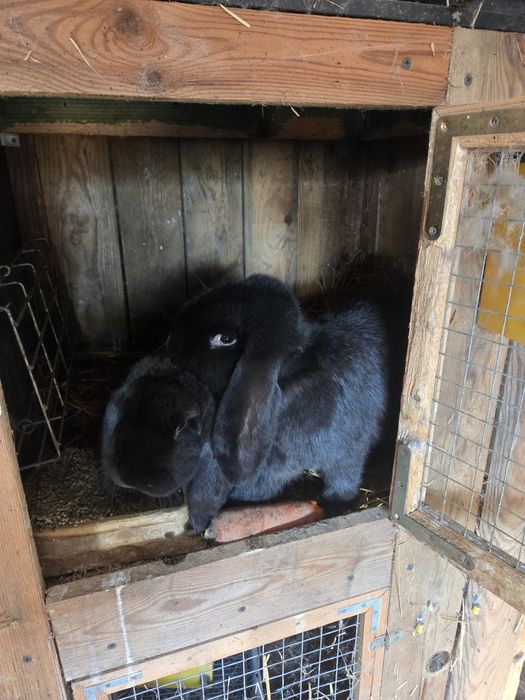 Baran francuski samce ,samice.