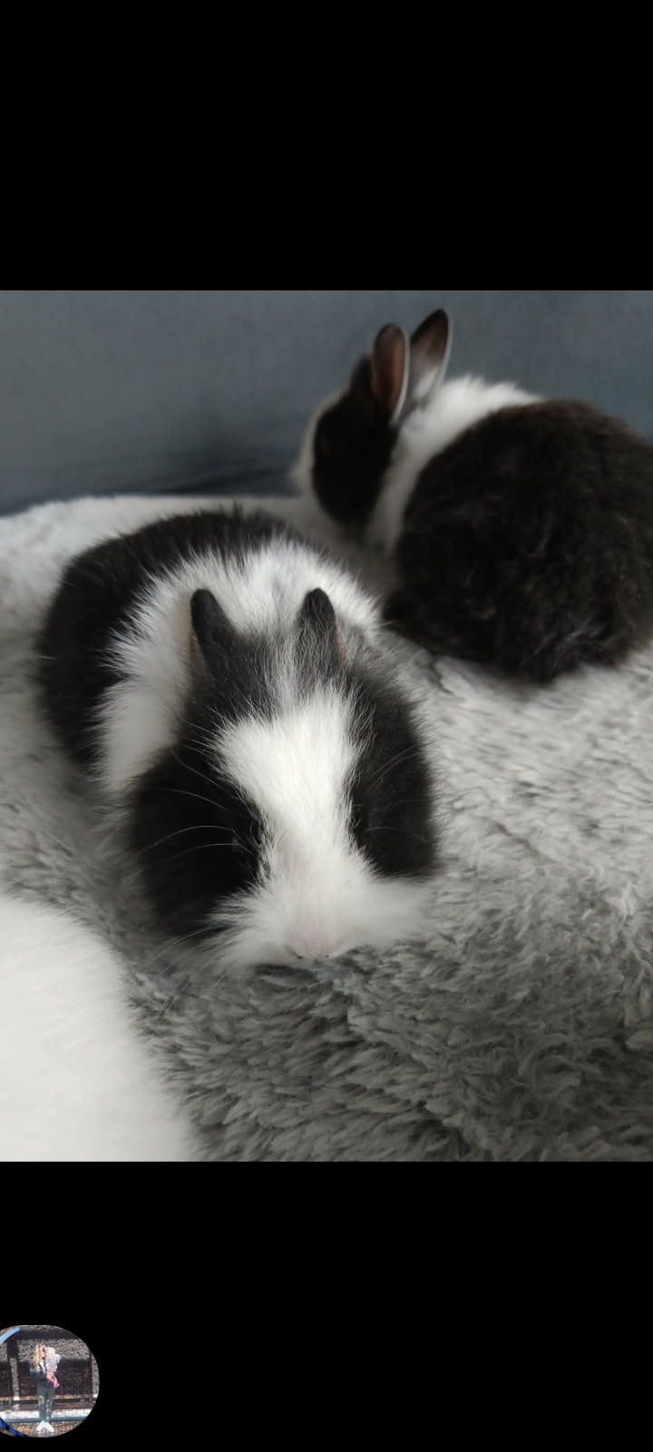 Króliczki karzełek Teddy
