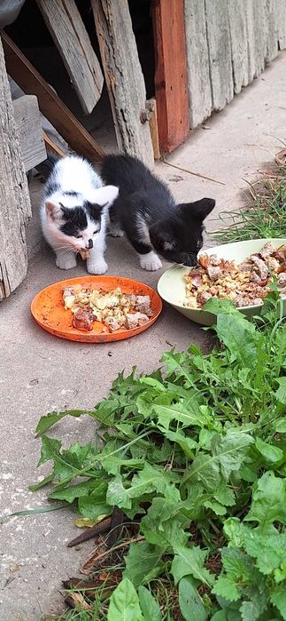 Koty do adopcji 7 małych słodziaków