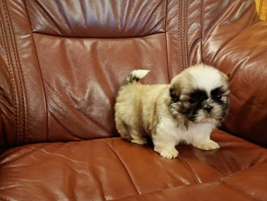 Shih tzu piesek z rodowodem