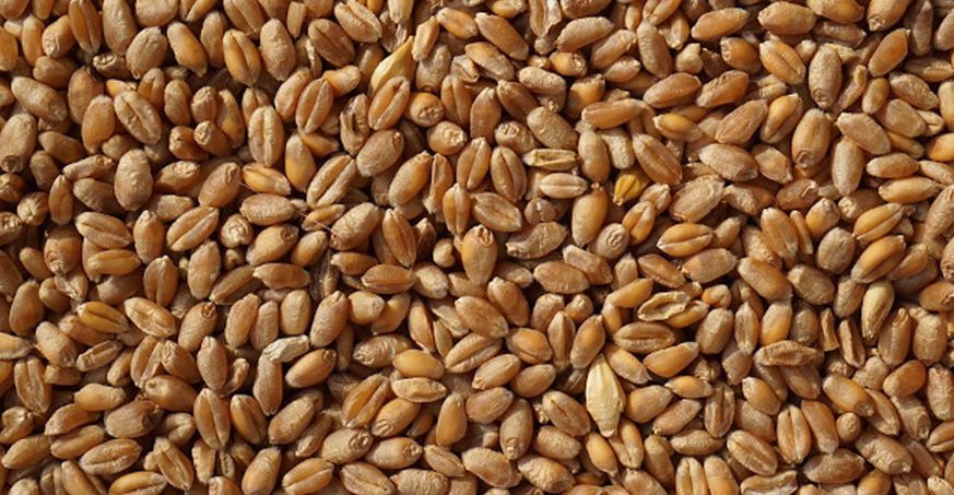 Pszenżyto ozime z nowych zbiorów