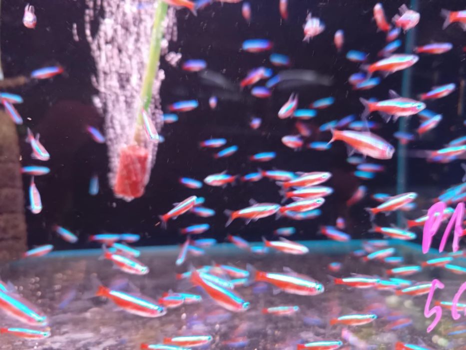 PAKIET 20SZT Neon czerwony z polskiej hodowli od Neon Zoo