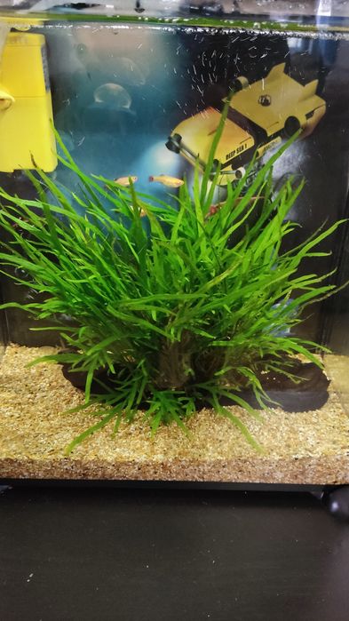 Aquário com peixes e plantas