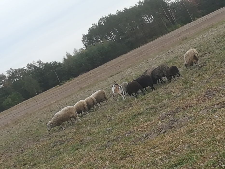 Sprzedam owce z własnej hodowli