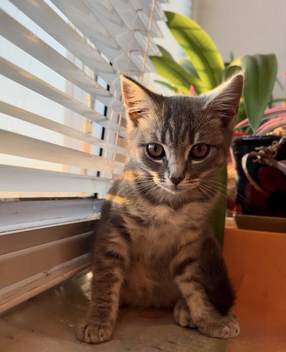 Котенок британцы кошеня британец британскої киця в добрі руки