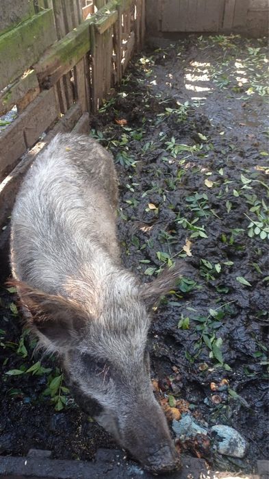 Свиноматки Кармали