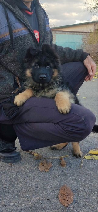 ДШ німецька вівчарка