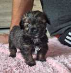 Cekin wyjątkowej urody chlopczyk shih tzu czeka na dom
