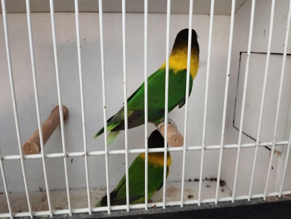 Nierozłączeki  czerwonoczelne para