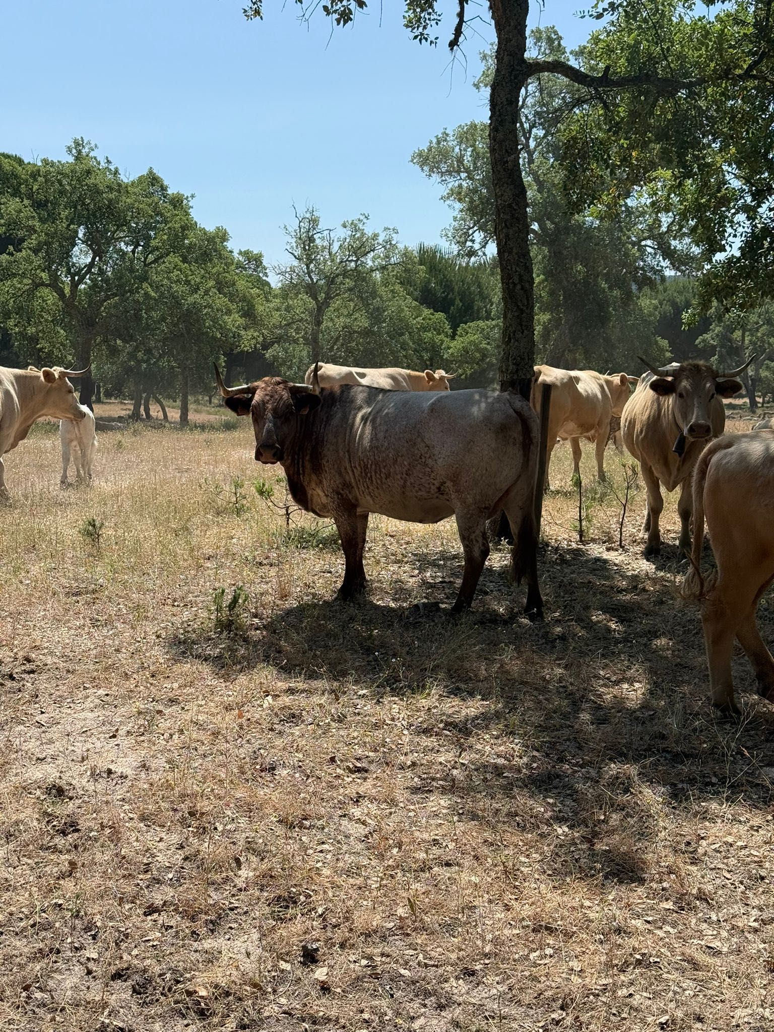 Vacas para venda