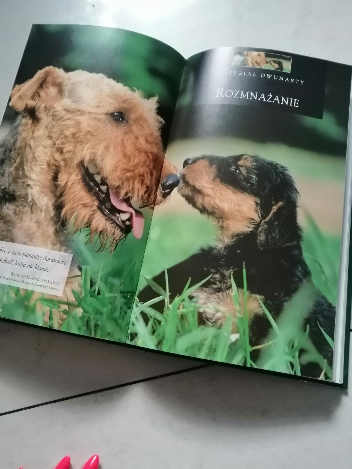 Książka o wszystkich rasach psów