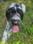 Ares-czarno biały pies w typie wyżła do świadomej adopcji