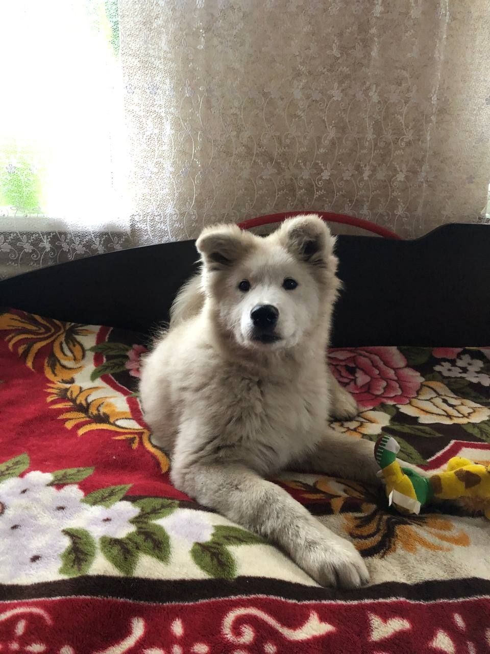 Цуценята самоєда