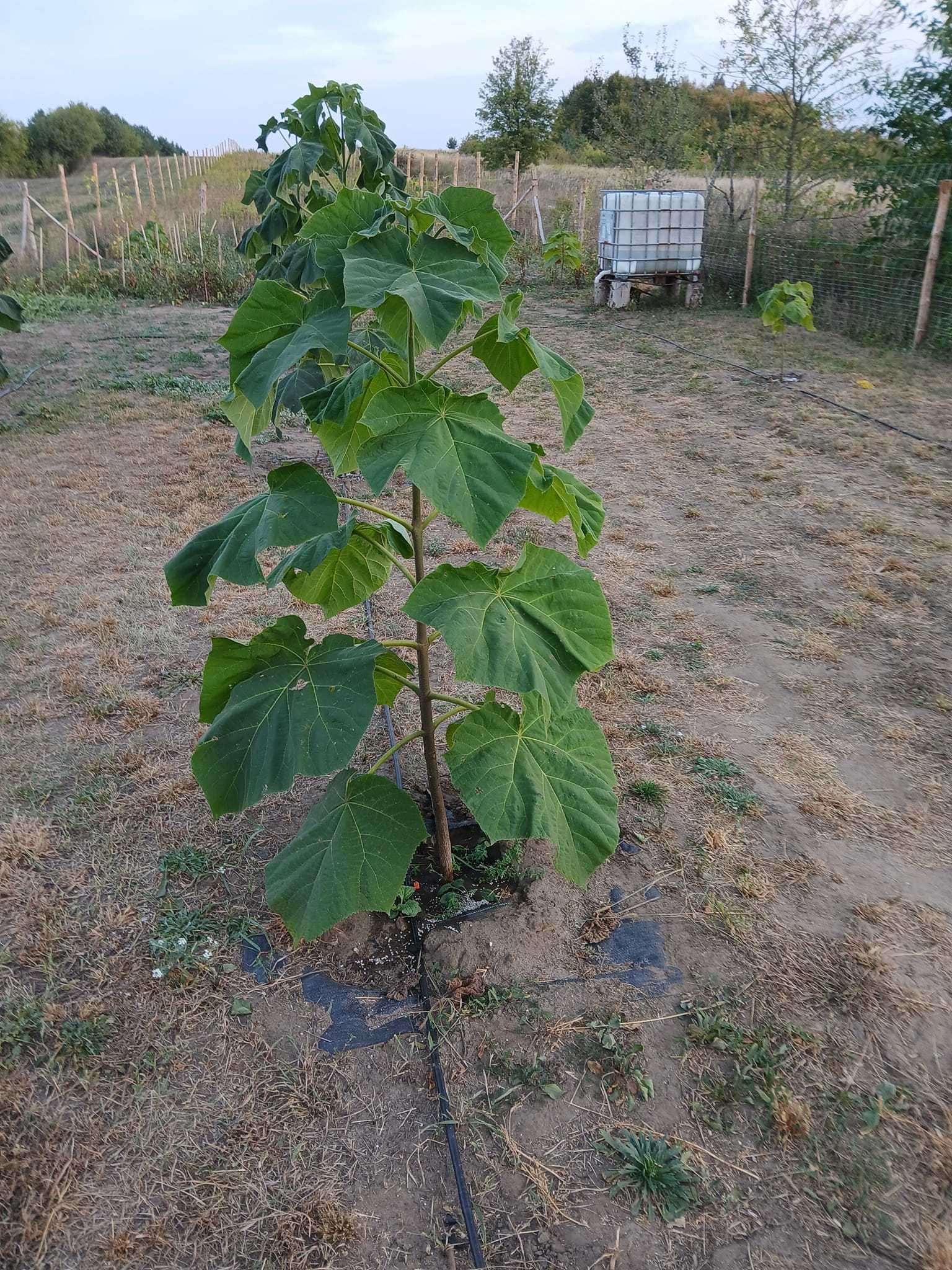 Drzewo Tlenowe / Oxytree / Paulownia Shan Tong