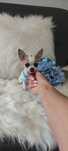Chihuahua Uroczy maluszek