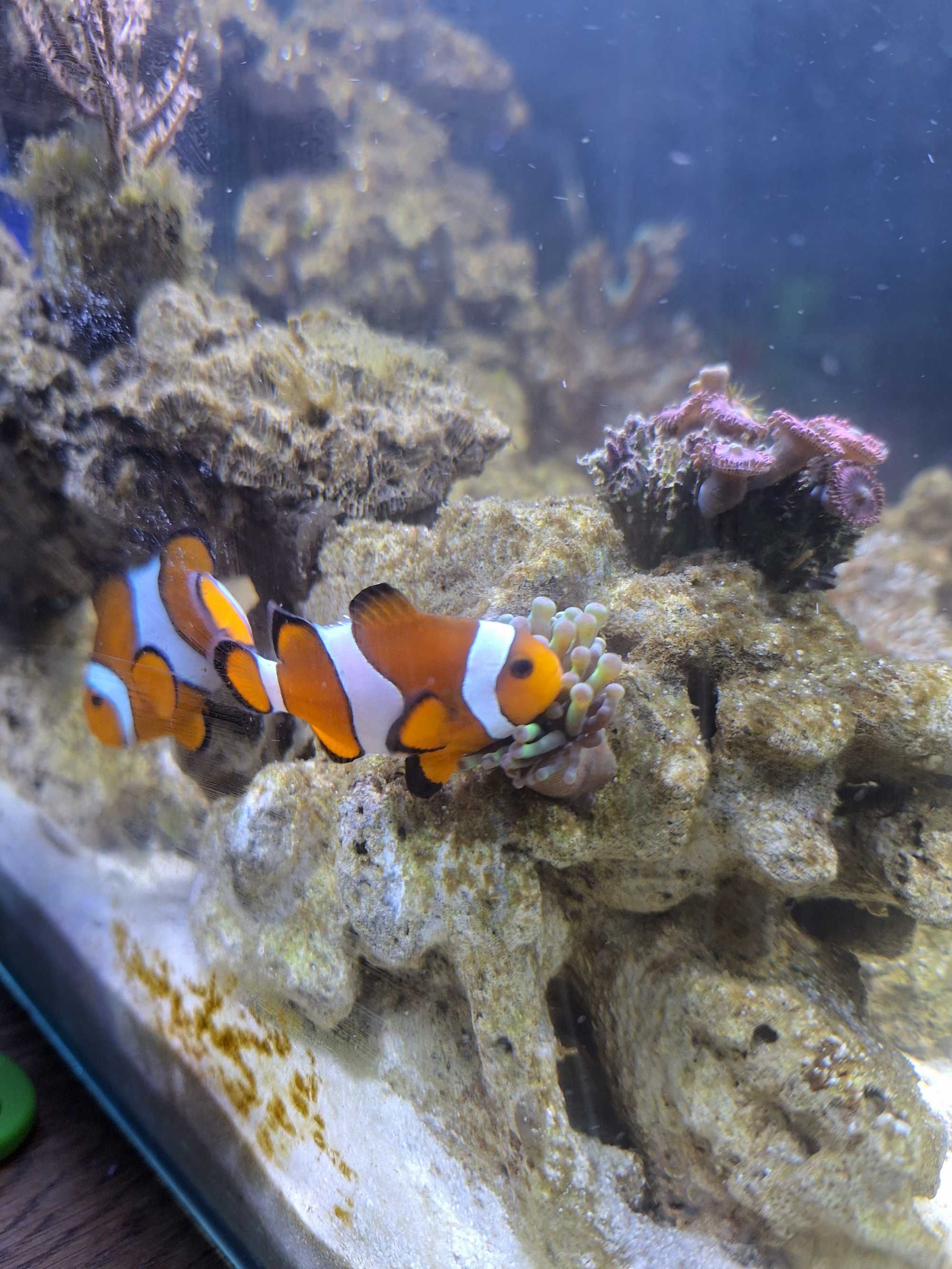Błazenek Amphiprion ocellaris