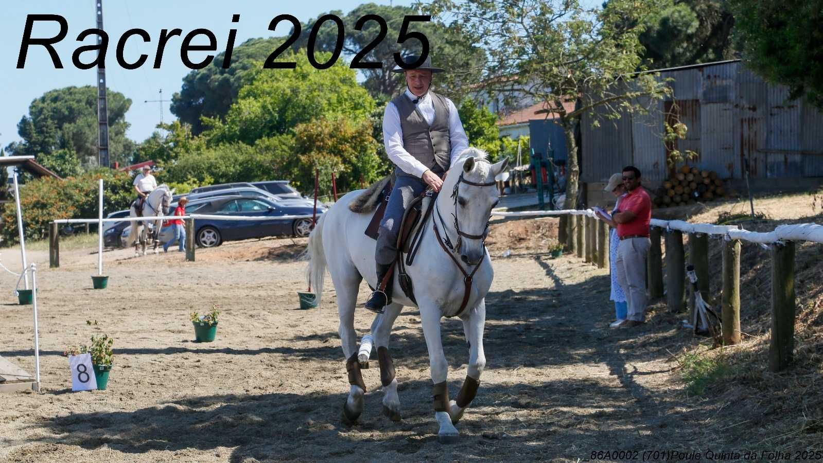 Cavalo Lusitano - Cruzado