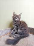 Maine Coon-koteczka po Championie