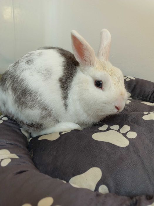 Króliki hodowlane i miniaturki