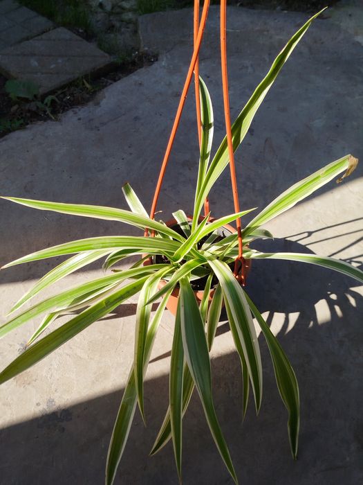 Хлорофітум .кімнатна рослина