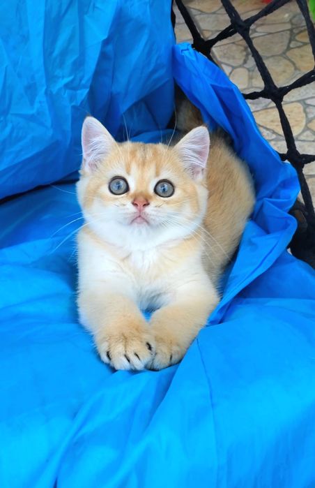 Ручные кукольные малышата, котята золотая шиншилла