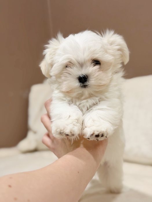 Дівчинка мальтезе Корея з документами КСУ