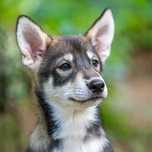 Szczeniak samiec SIBERIAN HUSKY ZKwP FCI po sportowych rodzicach