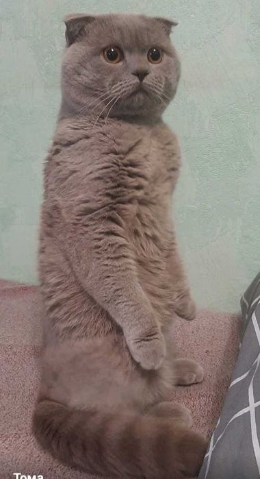 Вязка котика, висловухий шотландець